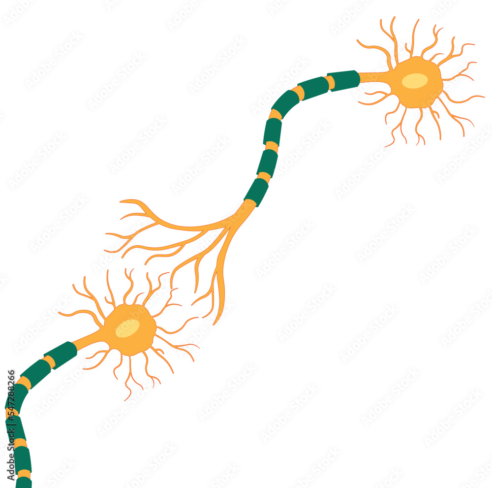 Connected multipolar neuron illustration. Neuorn synapse Stock Vector