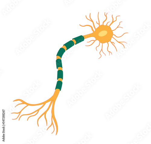 Isolated Multipolar Neuron ilustration. Yellow and green neuron. 