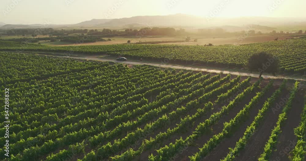 Amazing aerial view of the vineyard and agricultural fields with the sunbeams shining and reflecting Amazing aerial view of the vineyard and agricultural fields with the sunbeams shining and reflecting