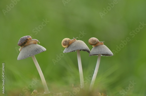 Three little slugs were among the three white mushrooms