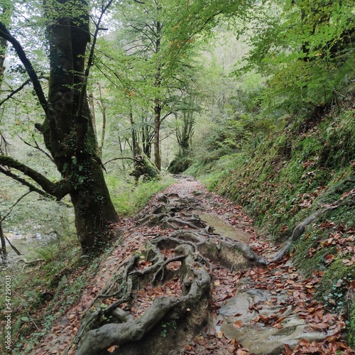 path in the forest