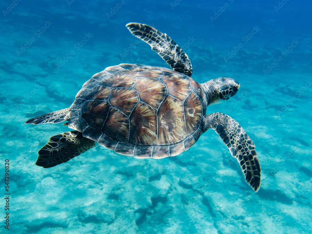 Fototapeta premium Majestic green sea turtle from the island of Cyprus 