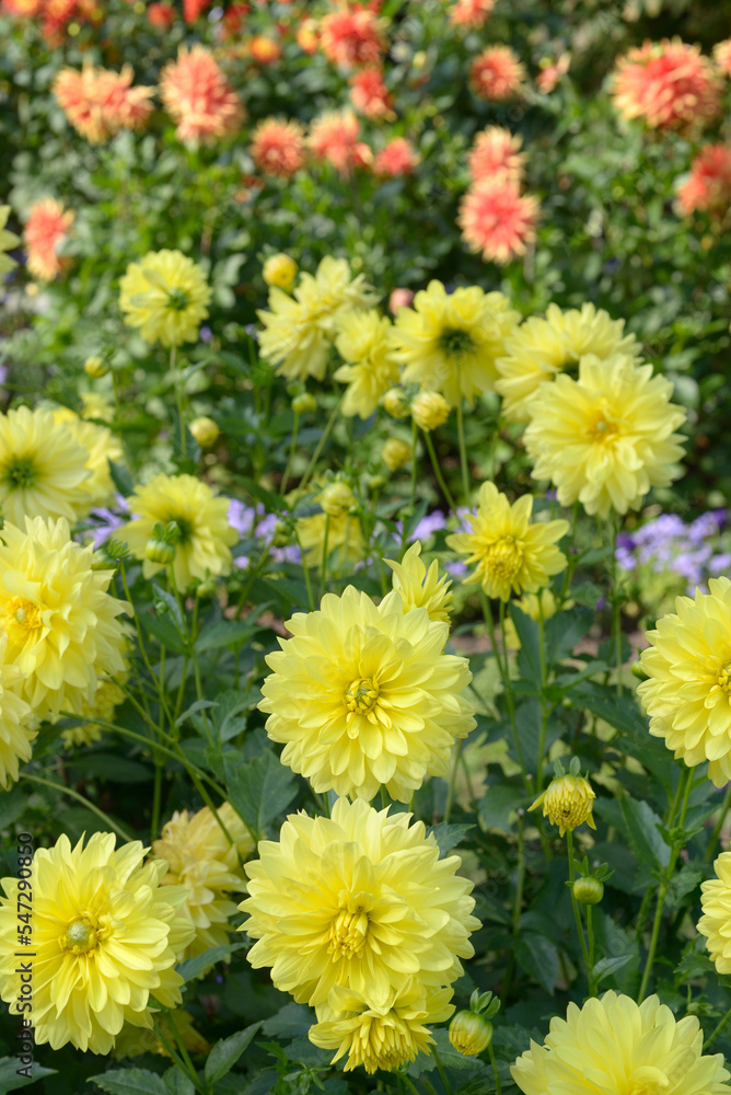 Fototapeta premium Yellow decorative Dahlias Garden
