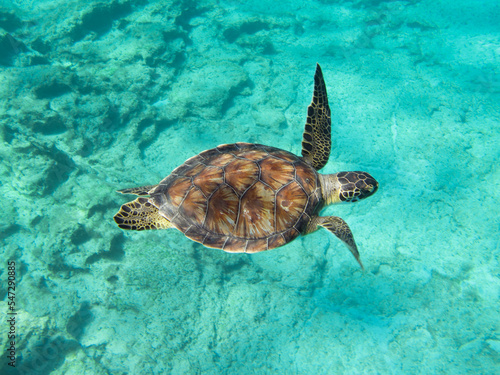 Chelonia mydas in the sea of Cyprus