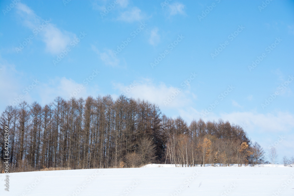 冬の晴れた日のカラマツ林と雪原
冬の晴れた日のカラマツ林と雪原
