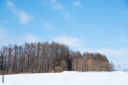 冬の晴れた日のカラマツ林と雪原  © kinpouge