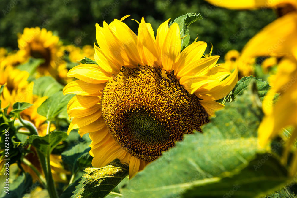 Sunflower Sunflower