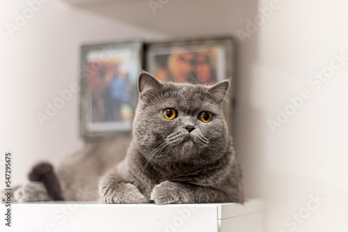 A cat on a shelf