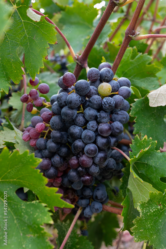 Wine production on Cyprus, ripe blue black wine grapes ready for harvest Wine production on Cyprus, ripe blue black wine grapes ready for harvest