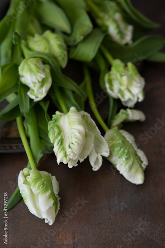 Close-Up of White Parrot Tulips on Bronze Background