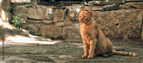 Photography Stray cat on the street