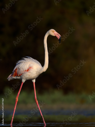Greater Flamingo closeup portrait against green background