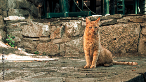 Canvas Print A stray cat in the street