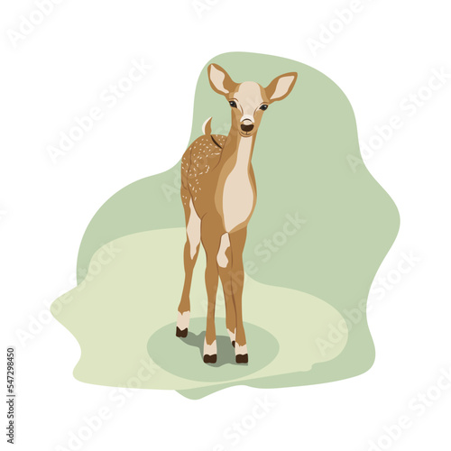 Baby deer illustration, Whitetail deer