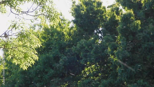 spring pollen in an urban forest with strong wind 2