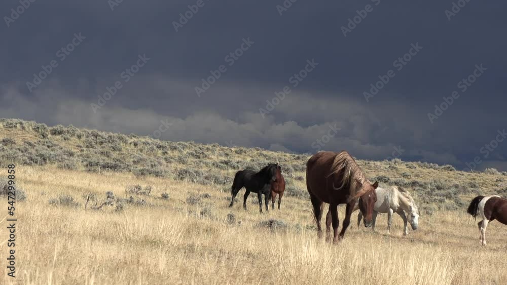 Wild Horses in Autumn in the Wyoming Desert Wild Horses in Autumn in the Wyoming Desert