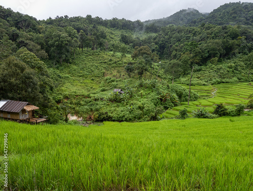 scenery of green rice terrace, Chaingmai, Thailand