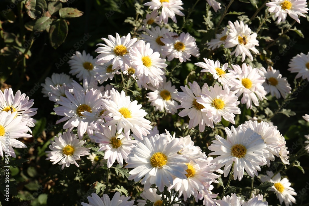 Many beautiful chamomile flowers growing in garden Many beautiful chamomile flowers growing in garden