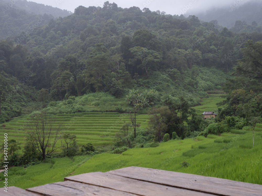 scenery of green rice terrace with wooden floor, Chaingmai, Thailand scenery of green rice terrace with wooden floor, Chaingmai, Thailand
