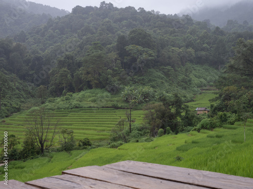 scenery of green rice terrace with wooden floor, Chaingmai, Thailand