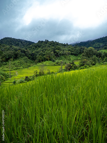 scenery of green rice terrace, Chaingmai, Thailand