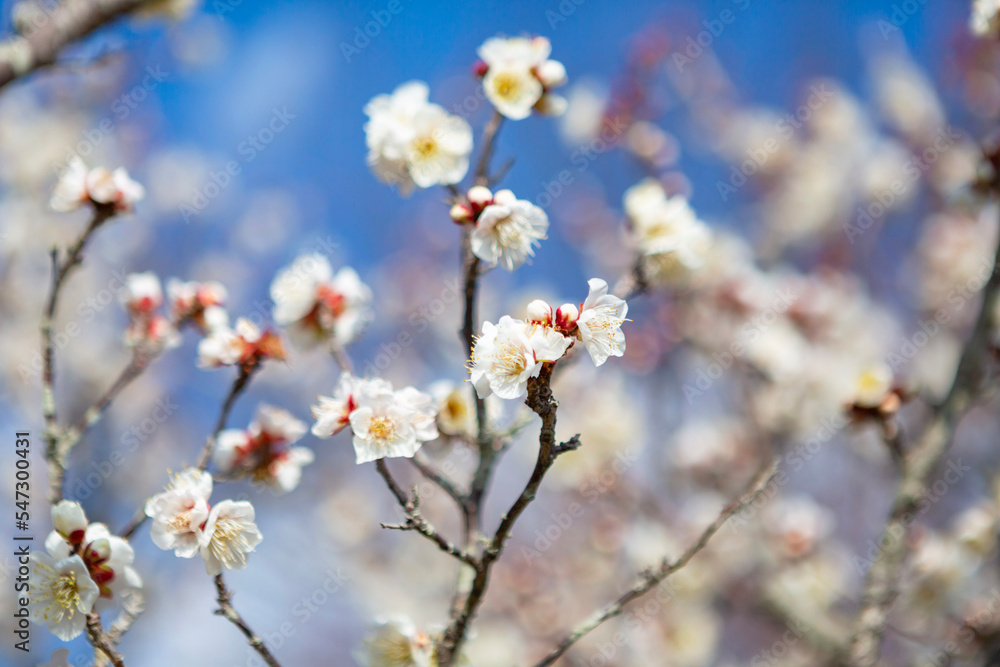 青空を背景に白梅の花 青空を背景に白梅の花
