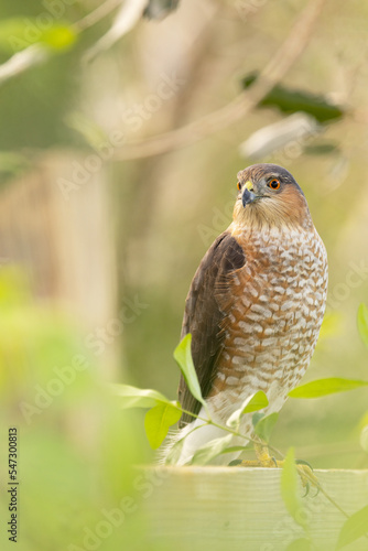A Cooper's hawk (Accipiter cooperii) OR a sharp-shinned hawk (Accipiter striatus) perches among green leaves in Sarasota, Florida.