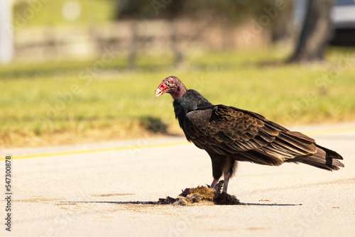 A turkey vulture (Cathartes aura), a common scavenger bird, finds a mammal carcass to eat in the middle of the road in Sarasota, Florida photo