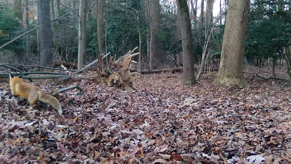 wild red foxes hopping on leaves in forest wild red foxes hopping on leaves in forest