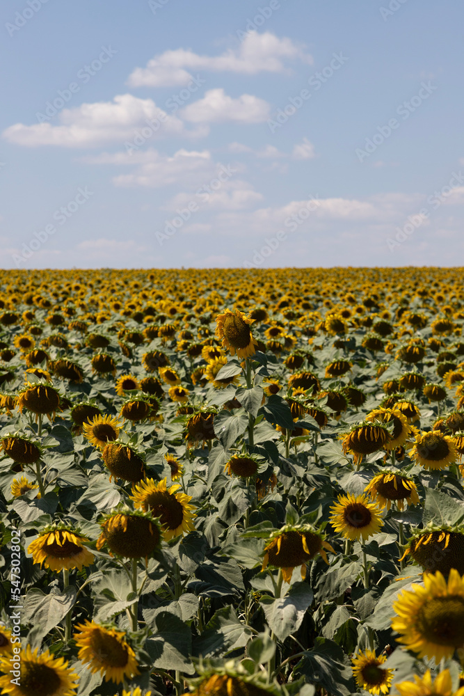 Obraz premium Field of sunflowers