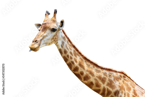 Close-up photo of giraffe face isolated on white background with clipping path