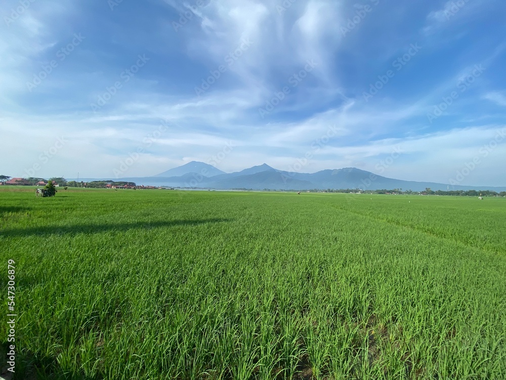 rice field