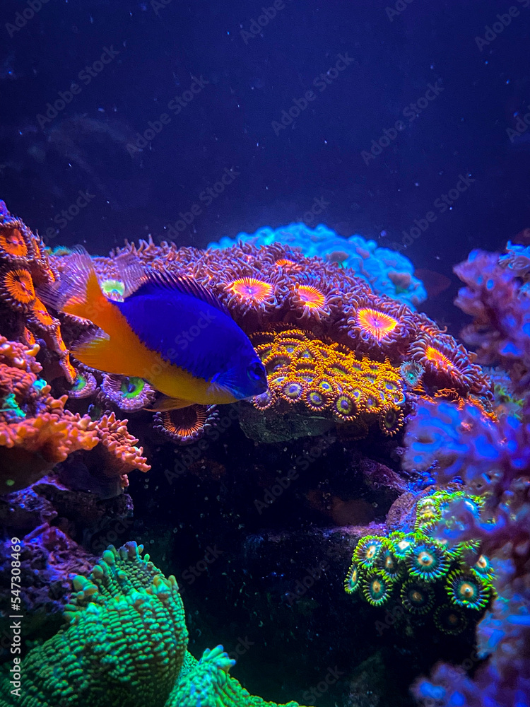 Obraz premium coral reef in blue sea