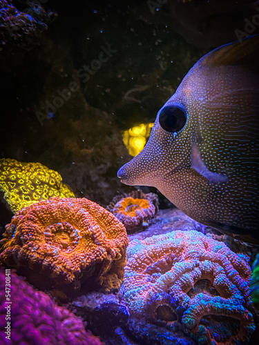 Tablou canvas fish in aquarium