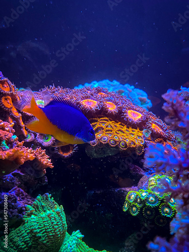 Fototapeta Naklejka Na Ścianę i Meble -  coral reef in blue sea