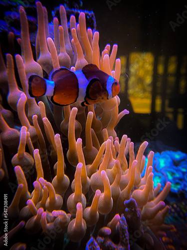 fish in anemone Fototapet