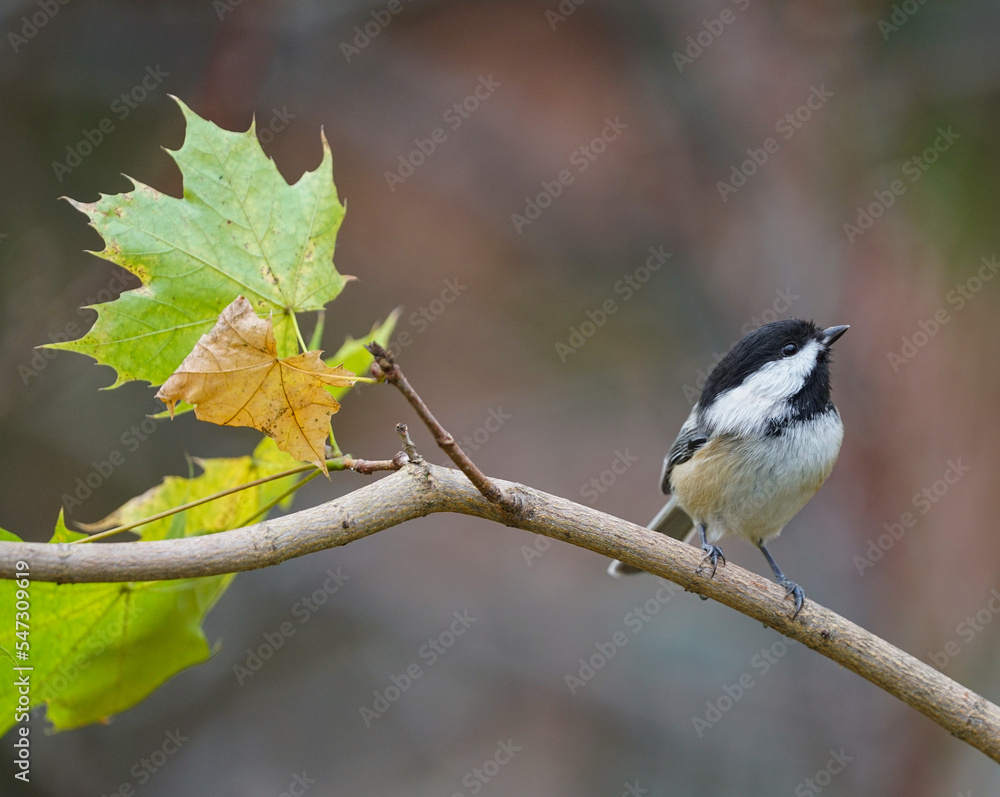 Fototapeta premium black capped chickadee bird standing on the tree branch
