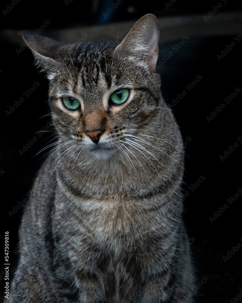 Obraz premium gato callejera