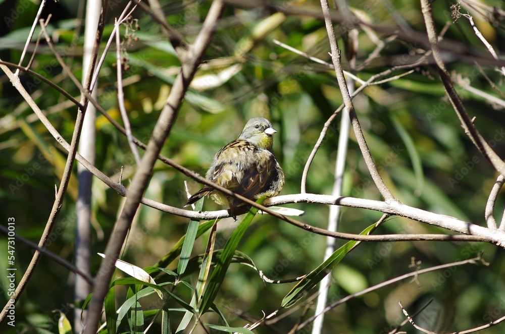 Black-faced Bunting (Aoji, Emberiza spodocephala), Female Black-faced Bunting (Aoji, Emberiza spodocephala), Female