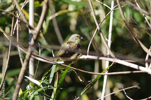 Black-faced Bunting (Aoji, Emberiza spodocephala), Female