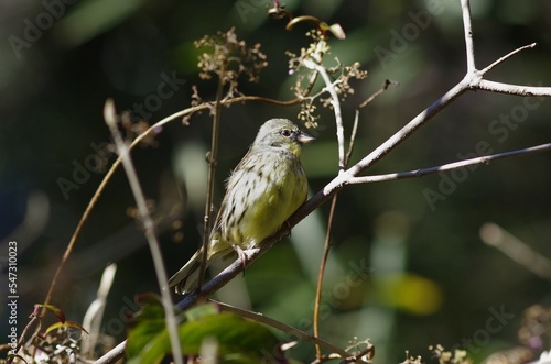 Black-faced Bunting (Aoji, Emberiza spodocephala), Female photo