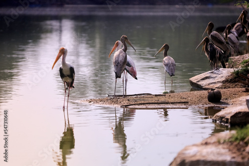 A group of painted stork birds