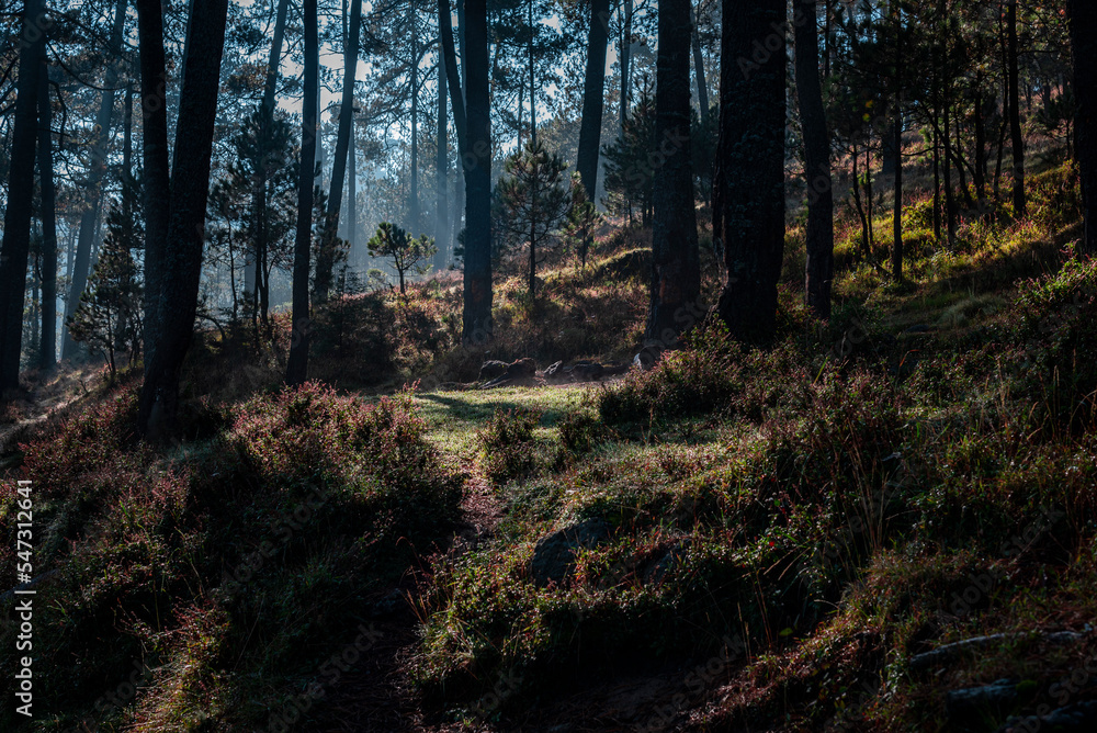 Naklejka premium forest in autumn