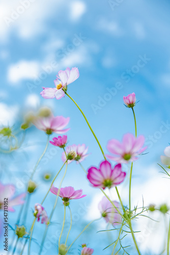 Wallpaper Mural 秋晴れとコスモス Torontodigital.ca