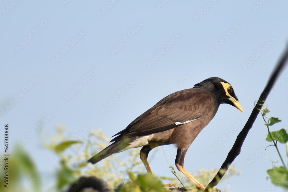 Obraz premium blue heron