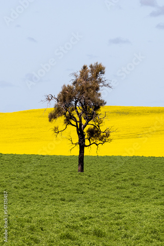 Bright Canola Field  Rapeseed Field with a Tree in a green field.