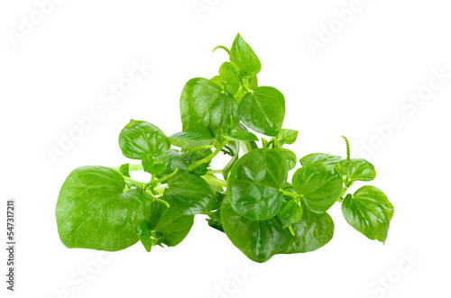Pellucoid leaved Pepper thailand herbsisolated on transparent png photo