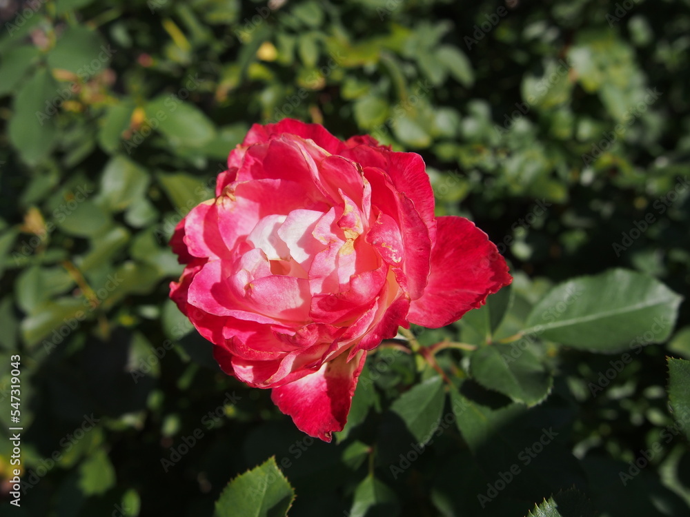赤色と白色の縁がひらひらしているバラの花の一輪