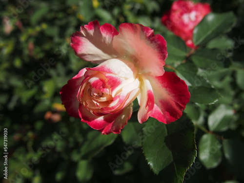 赤色と白色の花びらが開き、縁がひらひらしているバラの花の一輪