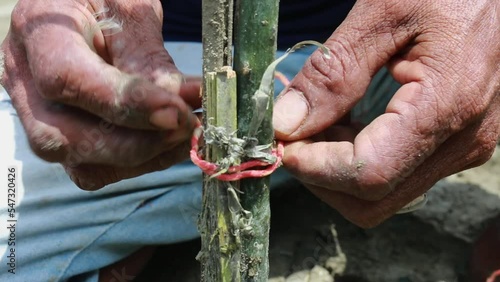 Indonesian adult male hands. tie newly planted mangruf tree trunk. the process of caring for mangrove plants, nature, tree, plant, green, natural, forest, environment, leaf, landscape, mangrove, trop photo